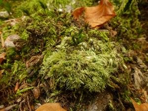 Leucobryum